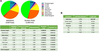 MIR205HG/LEADR Long Noncoding RNA Binds to Primed Proximal Regulatory Regions in Prostate Basal Cells Through a Triplex- and Alu-Mediated Mechanism